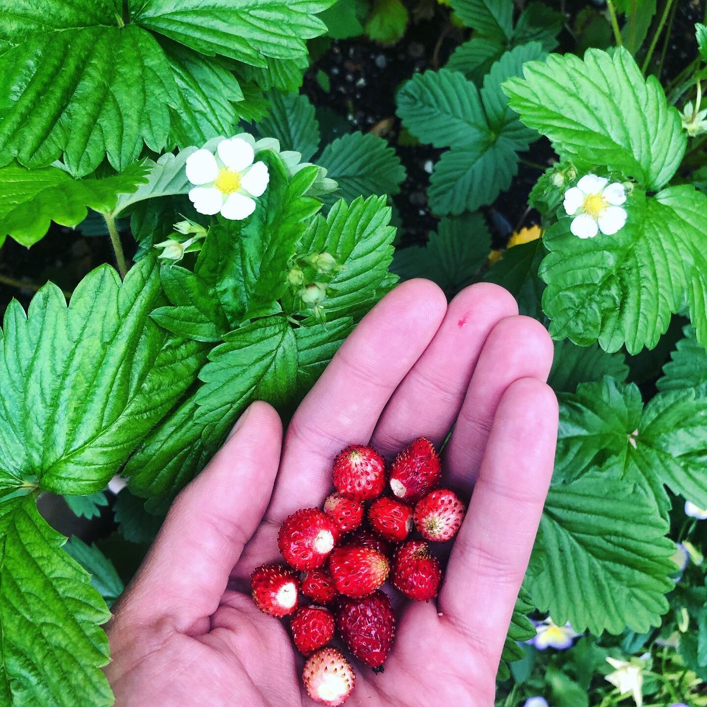 Strawberries in May